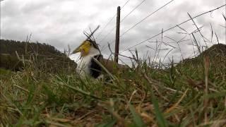 Plubber bird shuffling onto eggs