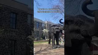 University Campus Tour of Tufts #campustour #collegetour #studenttravel