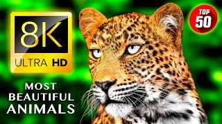 TOP 50 • The Most Beautiful Animals 8K ULTRA HD
