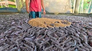 Clarias gariepinus!! Penilaian Budidaya Ikan Lele