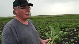 Why sugar beet farmers are all in on GMOs