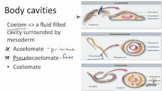 13.2.6 Body Cavities - Acoelomates, Pseudocoelomates, and---