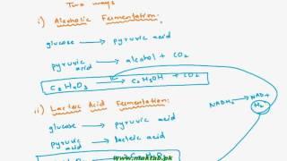 FSc Biology Book1, CH 11, LEC 9  Introduction to Respiration   Maktab pk