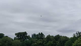 Osprey at Prospect Park Lake trying to catch a fish.