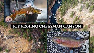 Fly Fishing Cheesman Canyon | TFC