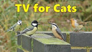 Cat Games ~ Birds for Cat to Watch on The Wall