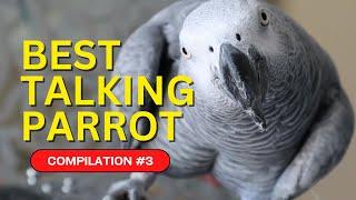 Best Talking Parrot Compilation #3 | Gizmo the Grey Bird