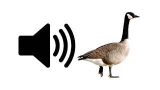 Goose - Sound Effect | ProSounds