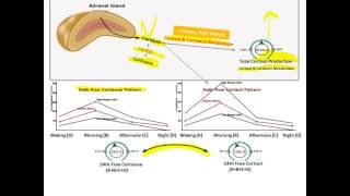 Report tutorial cortisol 112 N H