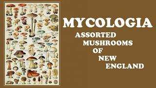 MYCOLOGIA "Assorted Mushrooms of New England Vol.1" (dungeon synth, ambient, forest synth, science)