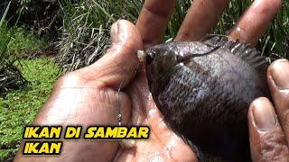 MENEGANGKAN..! PAS LAGI STRIKE  IKAN DI PANCING DI SAMBAR PREDATOR DARI DALAM AIR, MANCING DI RAWA