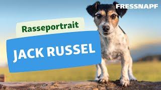 Rasseportrait: Jack Russell Terrier