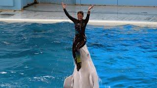 White Dolphin Show At Yokohama Hakkeijima Sea Paradise 【4K】