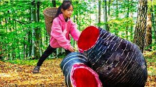 Poor Girl Harvesting Yams the Devil's food Go To Market Sell | Poor Girl +