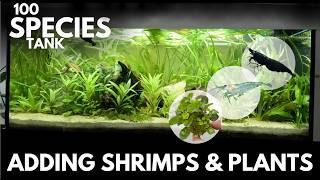 Adding SHRIMPS (Neocaridina and Amano Shrimp), Moss & Lobelia to 100 Species Tank (Episode 6)