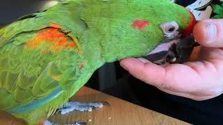 Asta Red fronted Macaw day to day