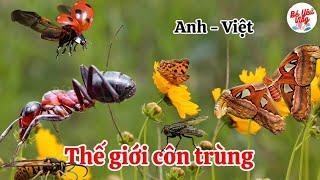 Các con vật bằng tiếng Anh phần 7 ( thế giới côn trùng )