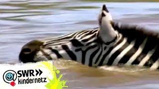 Zebras bei OLI's Wilde Welt | SWR Kindernetz