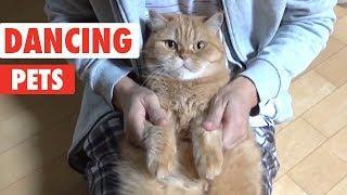 Dancing Pets | Funny Animal Video Compilation 2018