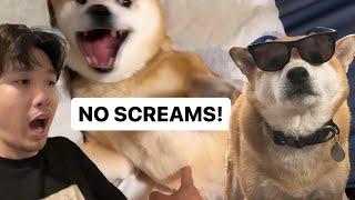 How To Cut Your Shiba Nails Without SCREAMS?