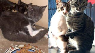 Adopting 4 Cats with Hypoplasia