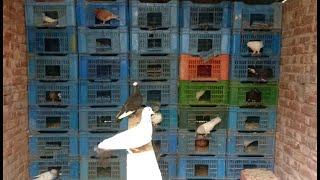 Pigeon farming in Bangladesh ... বাড়ির ছাদে কবুতর পালন পদ্ধতি... Barir chade kobutor palon podti...