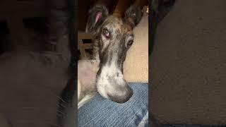 “let me do it for you” #borzoi #dogsofinstagram #hosegoat #meme #letmedoitforyou