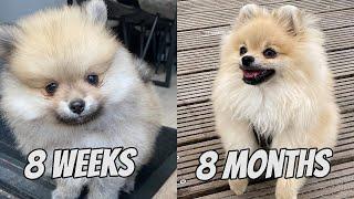 POMERANIAN PUPPY GROWING UP - 8 WEEKS TO 8 MONTHS