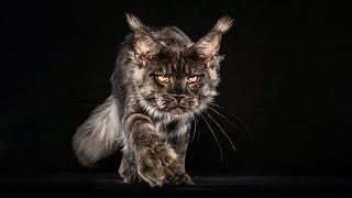 Maine Coon Jayro and his giant polydactyl paws.