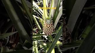 PINEAPPLE LAND