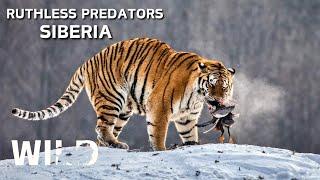 WILD SIBERIA | Land of the Most Ruthless Predators | Animal Documentaries