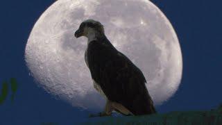 White-bellied Sea Eagle Haliaeetus leucogaster in flight Australia.