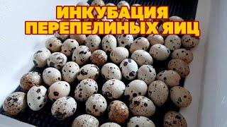 КАК Я ВЫВОЖУ ПЕРЕПЕЛОК /ДЕШЕВЫЙ ИНКУБАТОР НЕ ПОДВЕЛ/КАК УХАЖИВАТЬ ЗА МОЛОДНЯКОМ @obovsemsmarusya