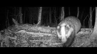 Quick badger chase