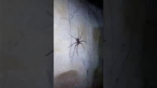 Biggest spider in the world in leg span (30cm): Giant Huntsman, Thakhek, Laos.