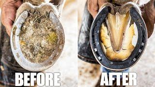 Satisfying Hoof Restoration | 4K FARRIER ASMR