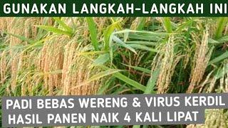 HASIL PANEN NAIK TAJAM SETELAH PADI AMAN DARI WERENG & VIRUS KERDIL