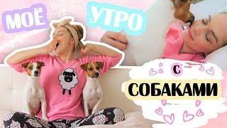 Моё утро с собаками 