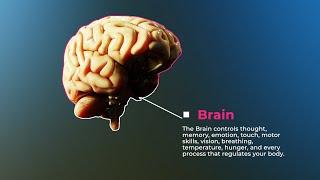 The Anatomy Part 1 The Brain