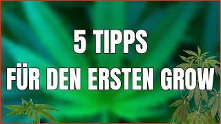 5 TIPPS FÜR DEINEN ERSTEN HOMEGROW - CANNABIS ZUHAUSE ANBAUEN FÜR ANFÄNGER