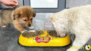 Funny Puppies Food Review  Petify TV Dogs Series 23  Puppies Food Review Channel Videos