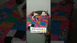 Kucing Tidur Pulas