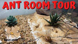 Ant room tour! Novo Ants - Ant Keeping