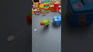 Bird Training  Smart lovebird Parrot , Smart Little Cute Parrot #training #smartparrot #cute