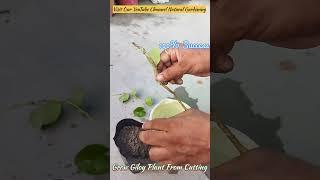 Grow Giloy Plant from Cutting #giloy #cutting #youtubeshorts #shorts #medicinalplants