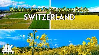 Walking tour in the yellow fields in Switzerland. 4k