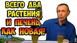 ВСЕГО ДВА РАСТЕНИЯ - И ПЕЧЕНЬ, КАК НОВАЯ! И ВЫ БОЙКИЙ, СИЛЬНЫЙ, НЕУЯЗВИМЫЙ И КРЕПКИЙ! Островский