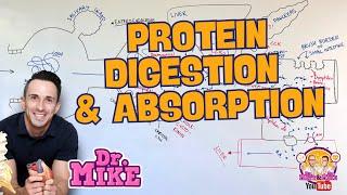 Protein Digestion and Absorption