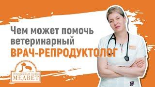 Для чего нужен ветеринарный врач-репродуктолог?