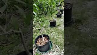 Growing mango trees in pots